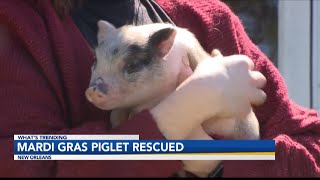 Louisiana Good Samaritan rescues pig seen tossed like a football along the parade route [upl. by Burkle]