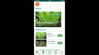 PlantSnap identifies an Ostrich Fern Matteuccia struthiopteris [upl. by Eigroeg]