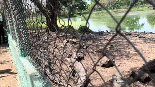 Cocodrilos en Ciénaga de Zapata  Cuba 🇨🇺 [upl. by Willcox997]