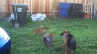 German Shepherd vs Rooster [upl. by Guinevere]