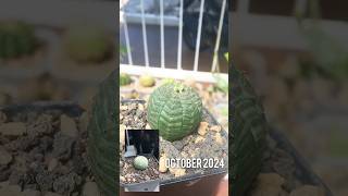 Euphorbia Obesa on october 2024 euphorbia euphorbiaceae [upl. by Noived]