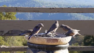 First Visit Cute Family of Fledgling Bluebirds [upl. by Rramel]