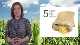 Mycotoxin reduction in cereal grains [upl. by Lillian200]