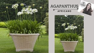 AGAPANTHUS AFRICANO [upl. by Truman]