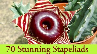 70 Stunning Stapeliads [upl. by Neneek259]