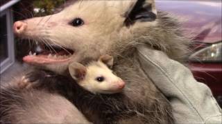 Mother Opossum and Babies Removed from Shed [upl. by Friedland717]