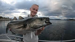 Coalfish Madness in Saltstraumen Norway [upl. by Nanyk]