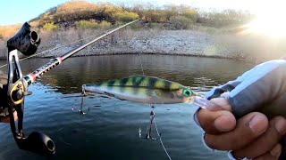 Pesca en BACURATO con JERKBAIT Más de 50 lobinas en una mañana [upl. by Hannahc]