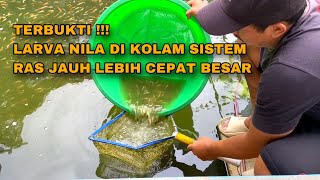 LARVA NILA LEBIH CEPAT BESAR DI KOLAM SISTEM RAS DI BANDING LARVA NILA DI KOLAM BIASA [upl. by Yren]