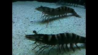 The giant tiger prawns  Penaeus monodon [upl. by Arella]