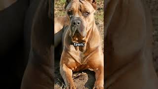 Shades of Strength The Cane Corso dog canecorso guardiandog [upl. by Noll]