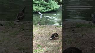 Dos patos se atusan otro chapotea Dos palomas echan a volar Velocidad real [upl. by Nelyt]