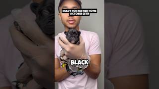 Female black brindle fluffy carrier French bulldog lemonfrenchiesllc fypシ゚viral frenchbulldogs [upl. by Ramas246]