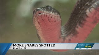 More snakes spotted in Charlotte [upl. by Hakilam]