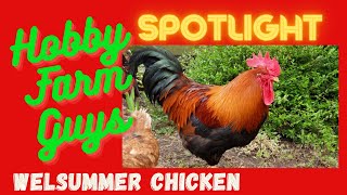 HFG Farm Animal Spotlight Welsummer Chicken [upl. by Caril]