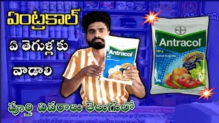 Bayer Antracol Contact Fungicide use in teluguPropineb 70wpZink Difenceny ControlRythu Manishi [upl. by Asiram]