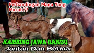 BANDINGKAN SAJA ANTARA KAMBING JANTAN DAN BETINA MURAH YANG MANA⁉️ [upl. by Scarito]