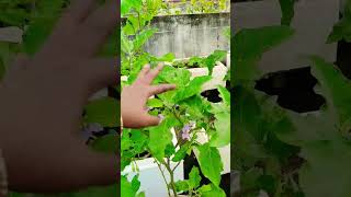 Brinjal plants tips shortvideo youtubeshorts ytshots [upl. by Sidran]