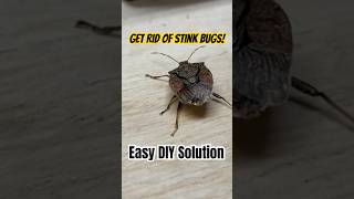 Eliminate stink bugs easily this fall stinkbug diy [upl. by Nomyt]