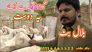 gujranwala se customer ay goat farming dera ghazi khan goat business Pakistan [upl. by Ehrman]