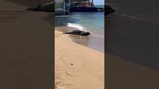 Monk Seal N14 [upl. by Bondy]