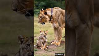 Heartwarming Moment Lion Gently Smooches Baby Lion  Adorable Big Cat Bonding [upl. by Oisinoid]