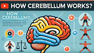 The Cerebellum 101 full explanation the processes and functions [upl. by Kassandra]