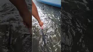 Pescando pez Con la Mano fishing pesca fish [upl. by Binnie350]