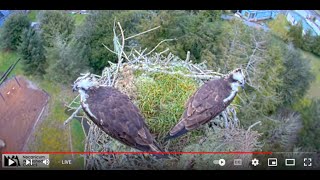 Seaside Osprey Cam [upl. by Drucill]