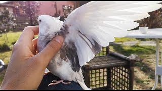 Grooming and preening cockatiels [upl. by Haliek]