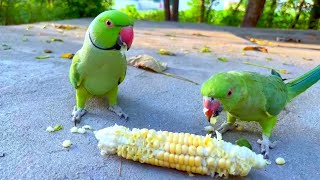 Parrots Eating Time  Ringneck Indian Parrots Feed [upl. by Elleivad209]