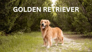 Gold is Golden Retriever [upl. by Louls]