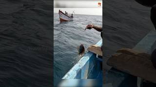 Catching Yellowfin Surgeonfish in the Deep Sea fishing fishingvideo fishingtime [upl. by Ltsyrk403]