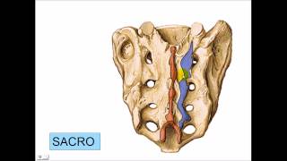Sacro y Coxis [upl. by Yldarb778]