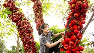 Harvest red figs and how to prepare red figs in rural cuisine  Harvest and Sell [upl. by Ellicul]