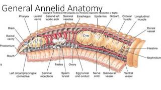 Phylum Annelida Part 1 [upl. by Agle]