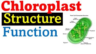 Chloroplast structure and function [upl. by Ellezig176]