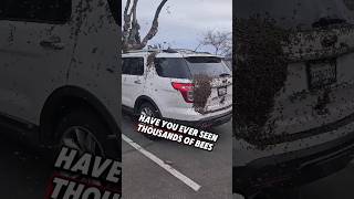 Why Thousand Of Bees Swarming A Car 😱🐝 bees shorts [upl. by Yendirb]