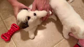 Coton de Tulear Puppies For Sale  Pepper 10923 [upl. by Rosenzweig922]