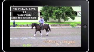 USEF Western Dressage Basic Test 1 What does 80174 look like [upl. by Robbyn]