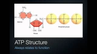 Energy Coupling [upl. by Gaelan]