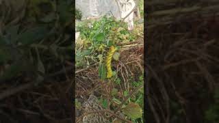 just found the Acherontia atropos caterpillar [upl. by Eynahpets]