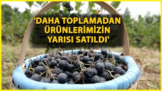 Karadenizin Yeni Meyvesi Aronya İçin Hasat Zamanı [upl. by Ynnel]