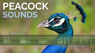 Peacock Sound amp Calls  The sounds of wild Indian Peafowl [upl. by Diarmit]