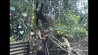 Margay cat Leopardus wiedii climbing with a chicken [upl. by Odrude946]