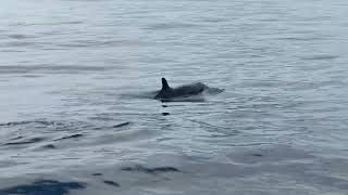 False killer whale in Taiwan｜龜山島 偽虎鯨 [upl. by Lavelle]