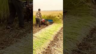 Rice crop being harvested with reaper record real village lifeshorts youtubeshorts viralvideo [upl. by Anilorak]