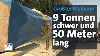 Größter Maibaum Deutschlands – 9 Tonnen schwer 50 Meter lang  BR24 [upl. by Aknayirp]