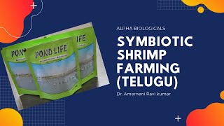 synbiotic shrimp farming  fermented rice bran in shrimp farming Telugu presentation [upl. by Queenie]