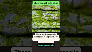 Chloroplast movement under Microscope 🔬 [upl. by Ahsieyn]